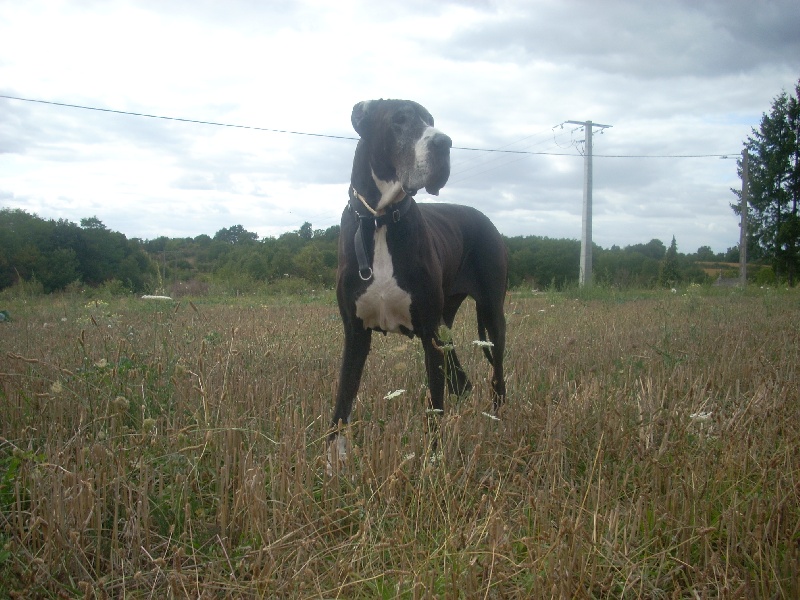 Shannon du Domaine des Hautes Plaines