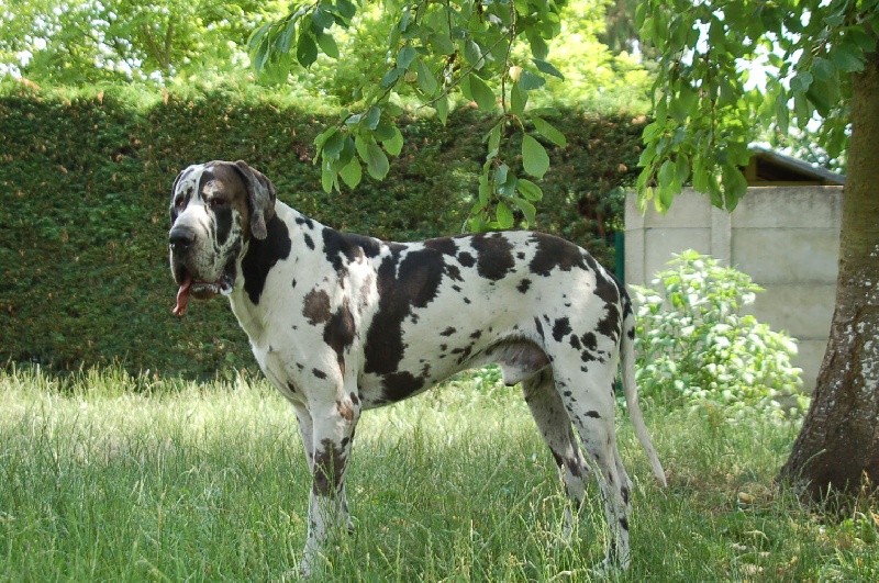 Elvis du Domaine des Hautes Plaines