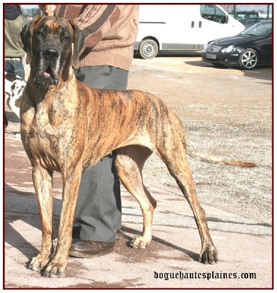 CH. Aphrodite du Domaine des Hautes Plaines